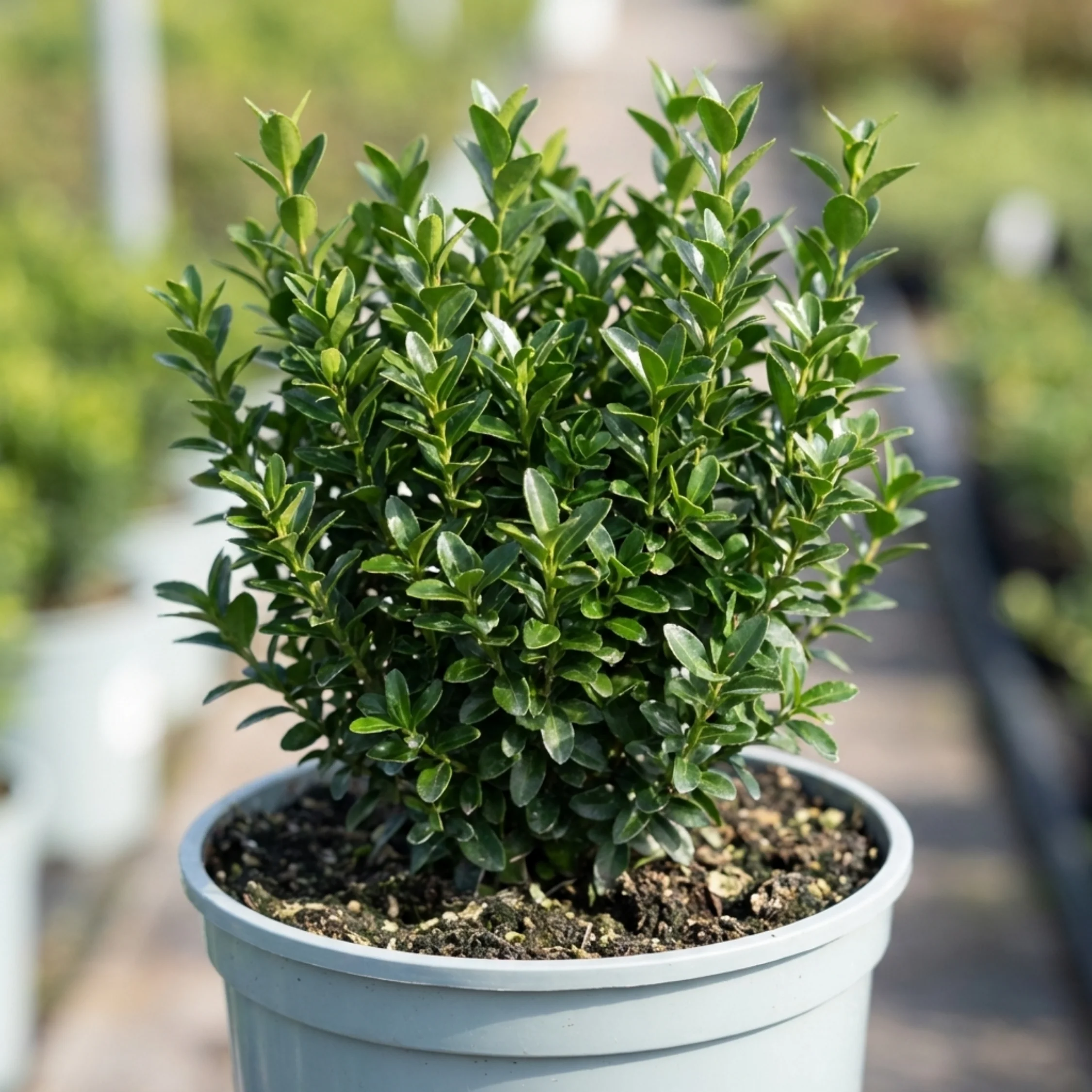 Shrubs for Topiary