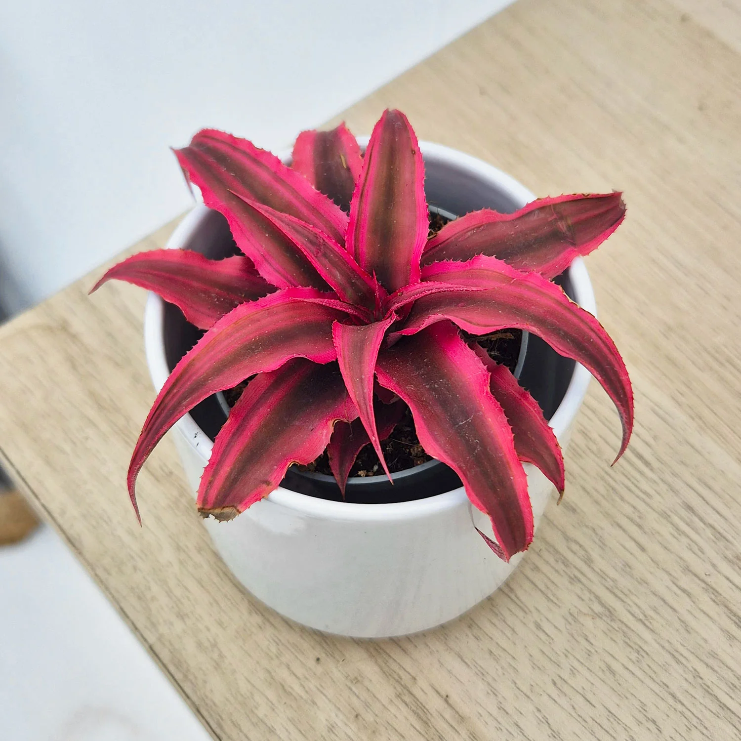 New Houseplant Drop