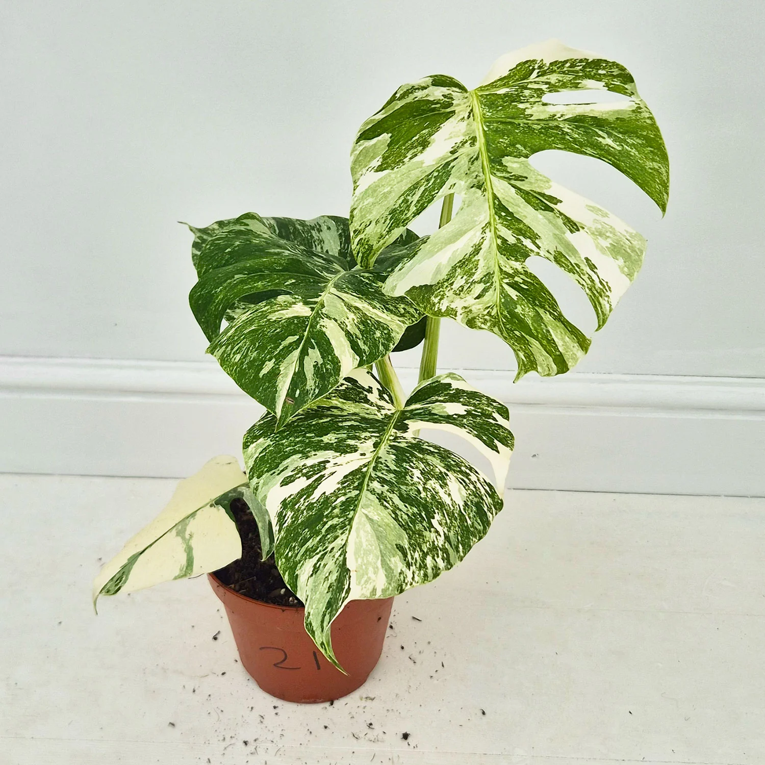 Product image 21