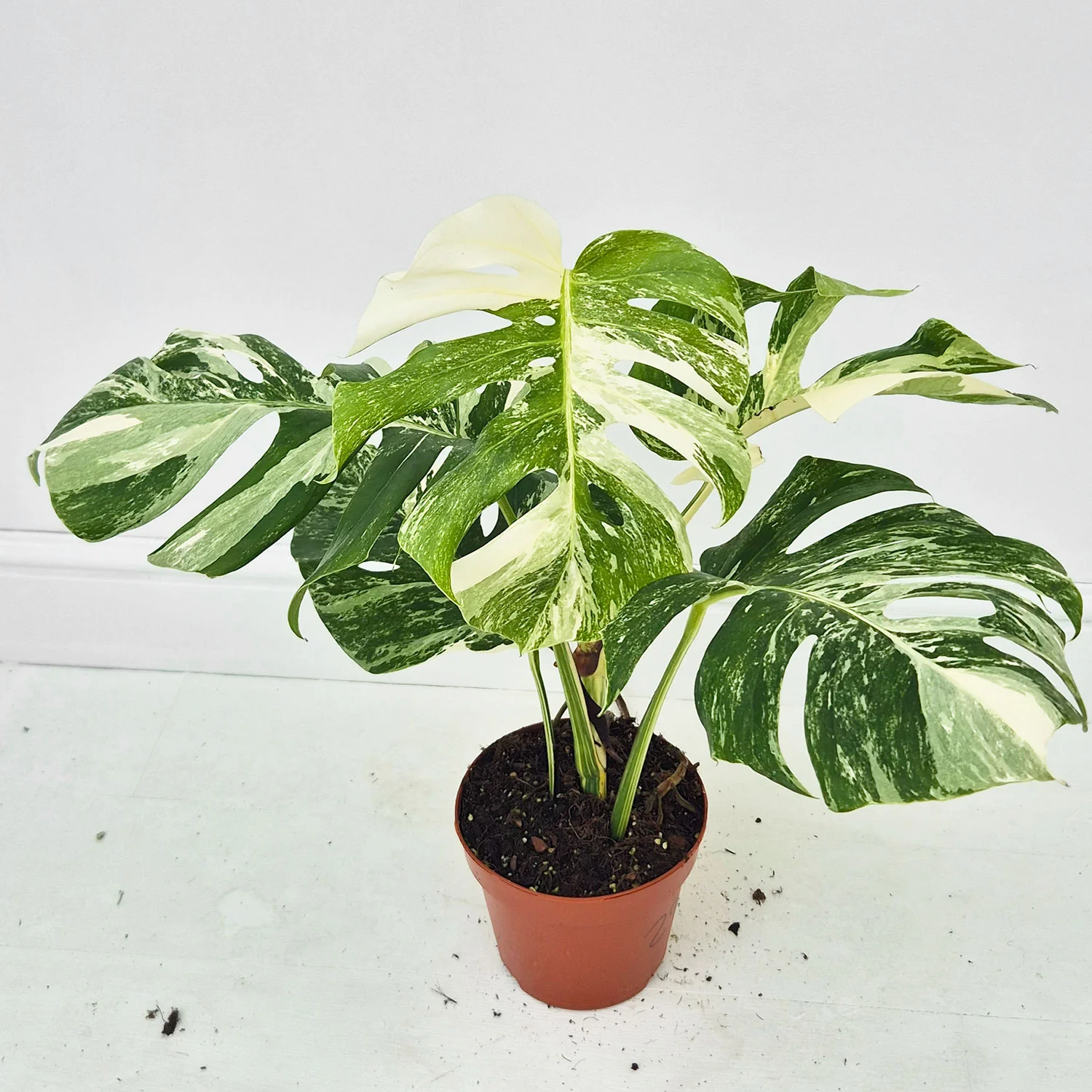 Product image 29