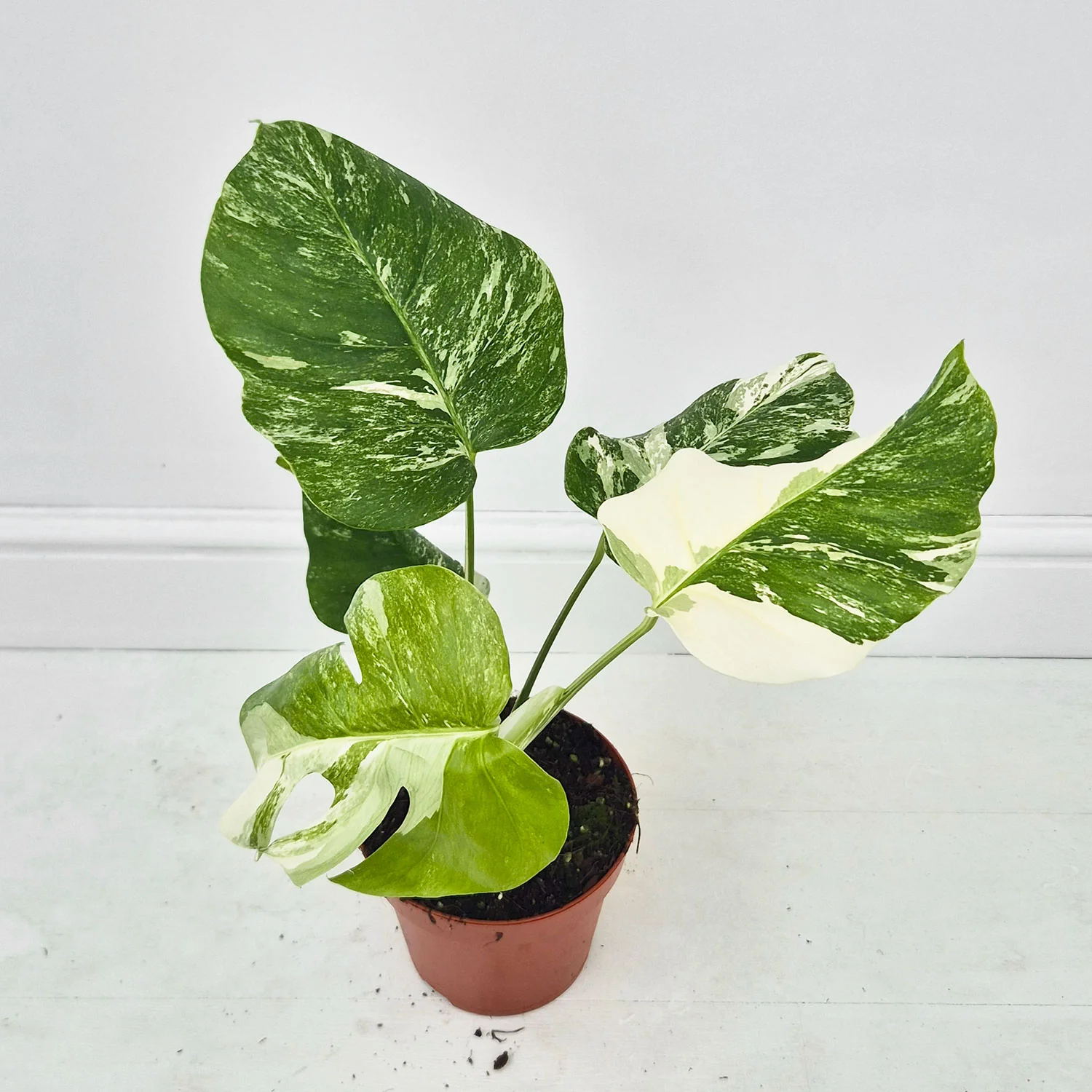 Product image 33