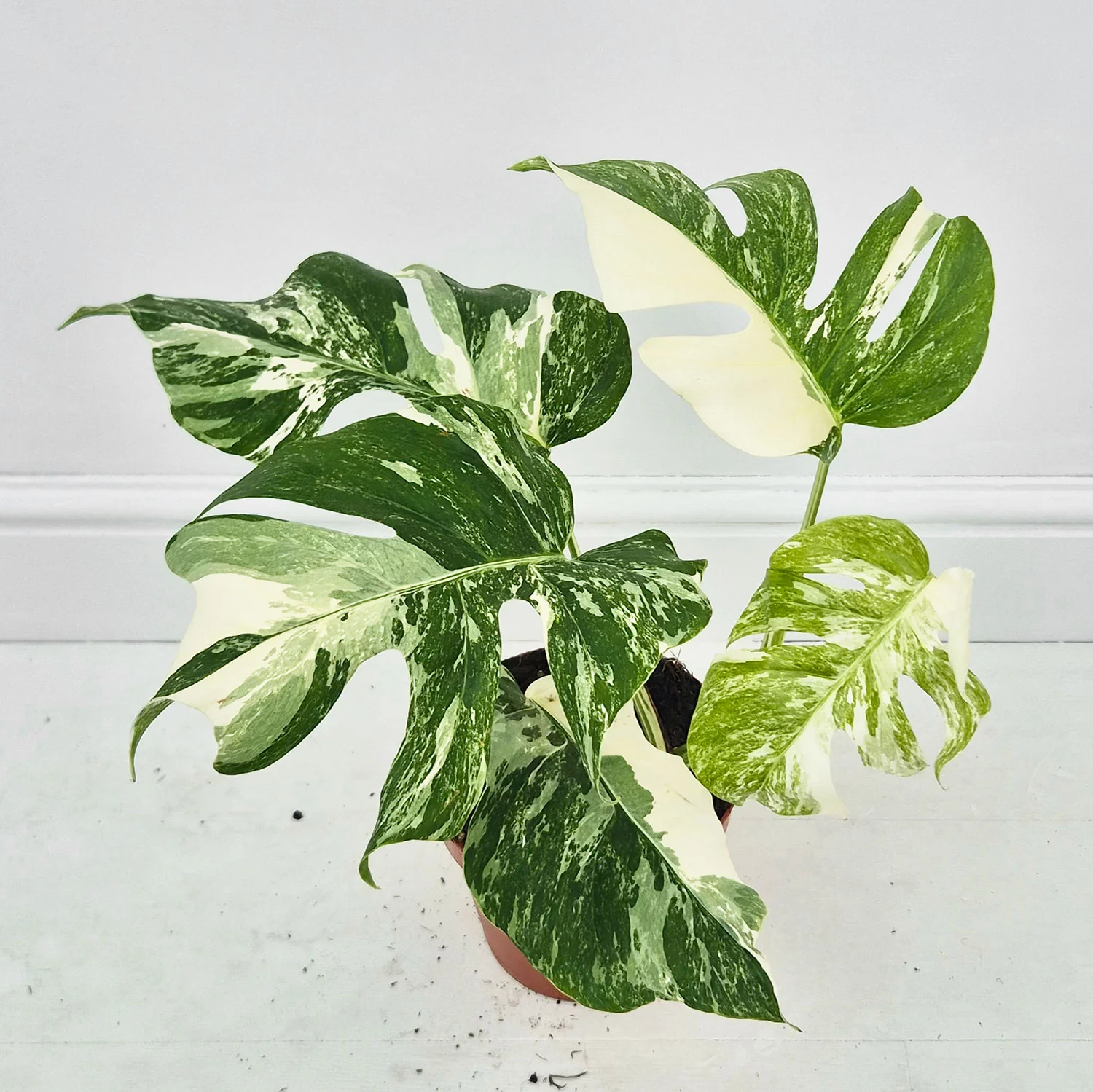 Product image 34