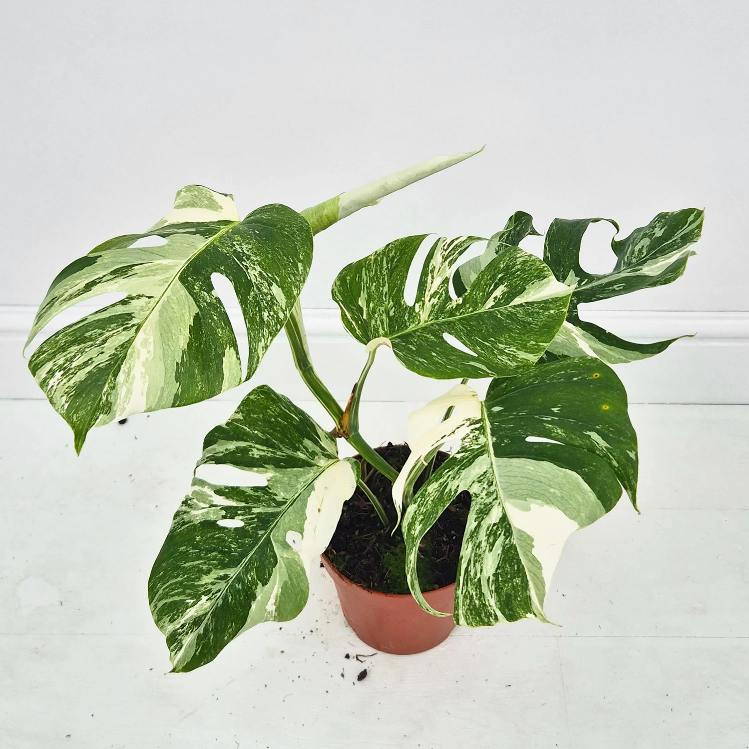 Product image 35