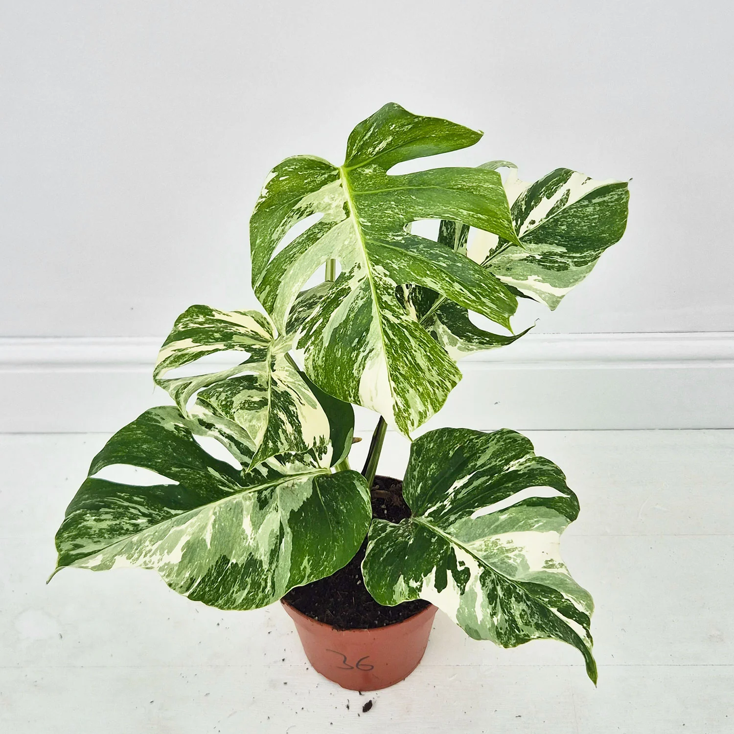 Product image 36