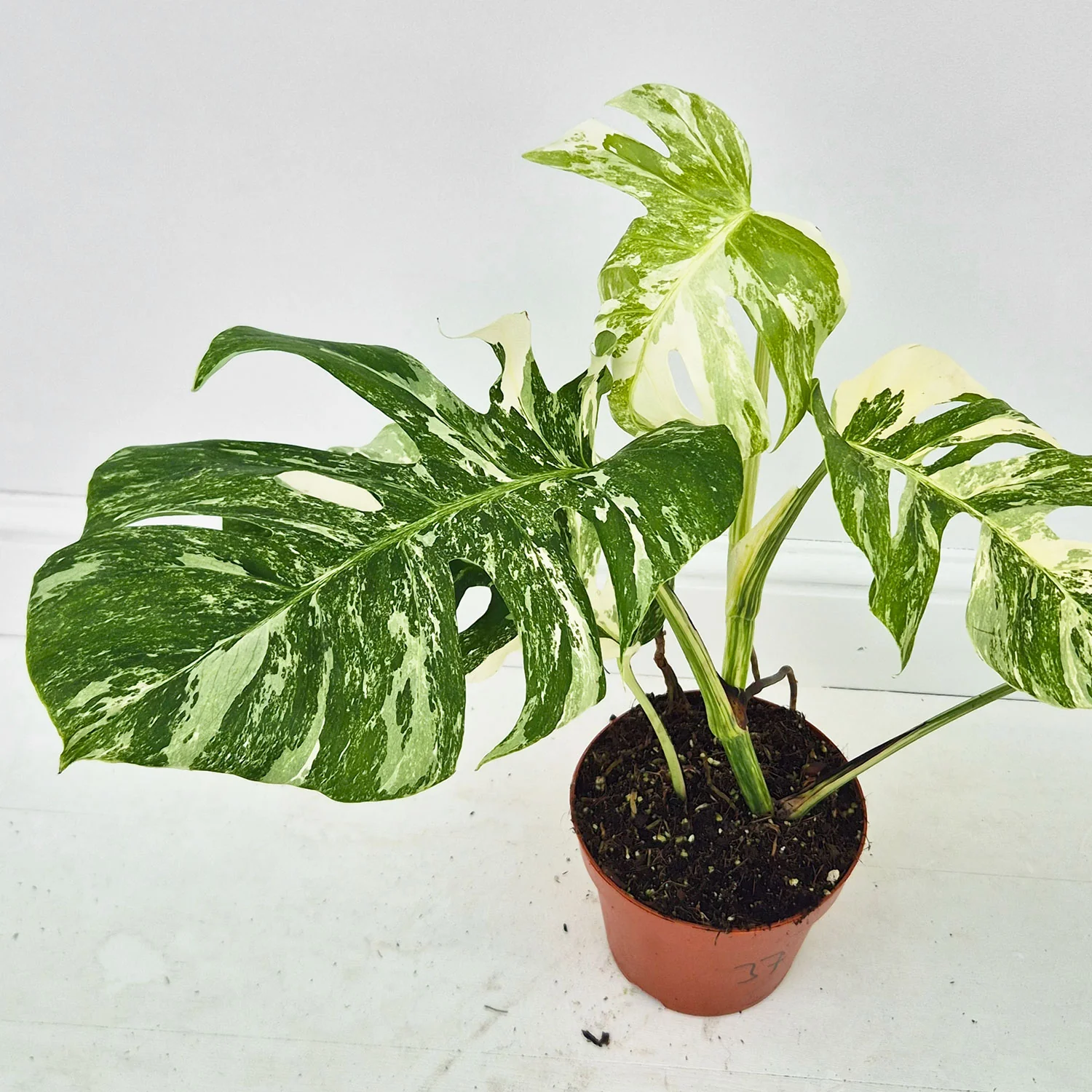 Product image 37