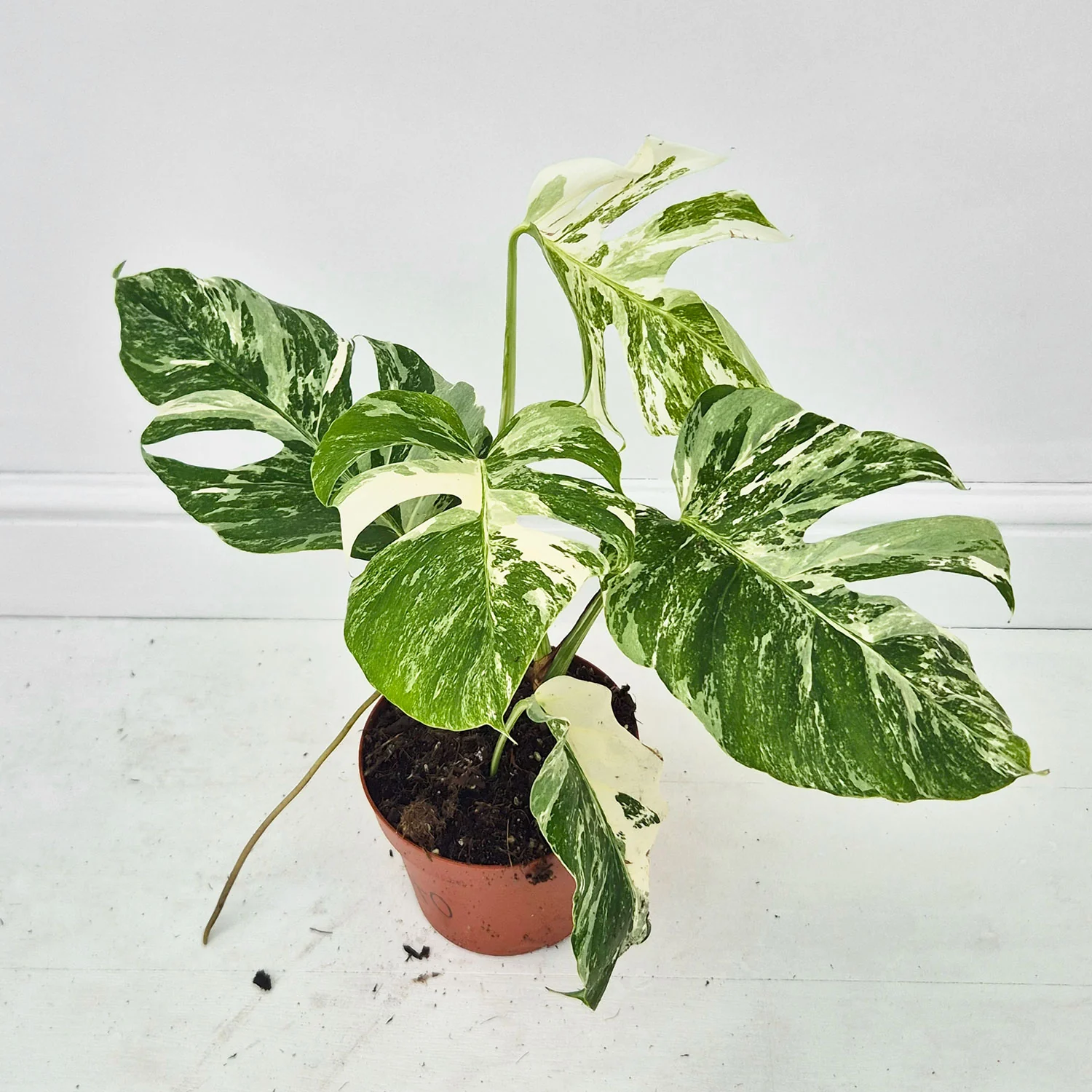 Product image 40