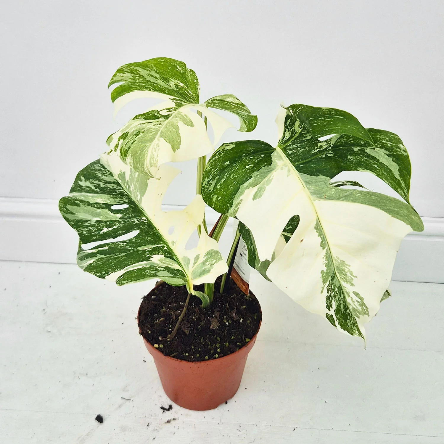 Product image 41