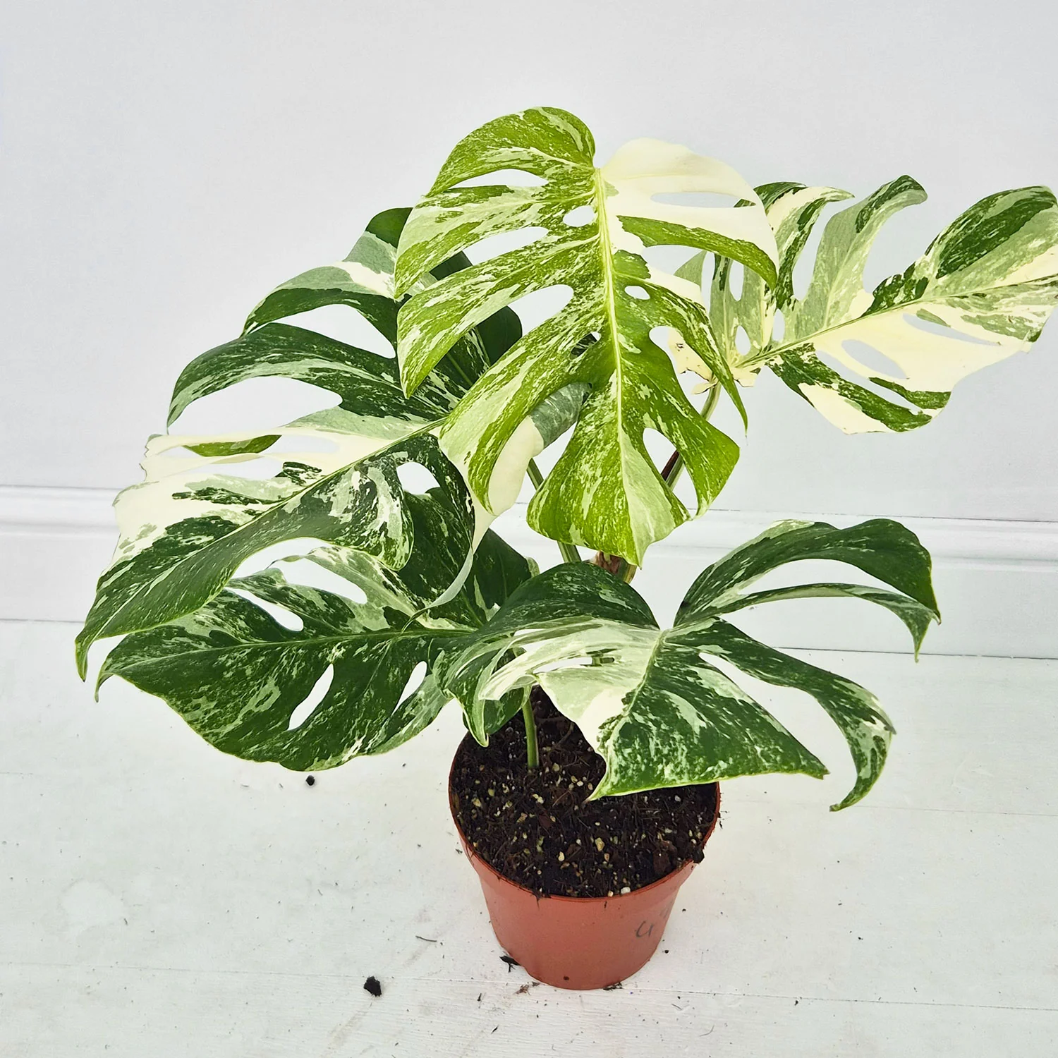 Product image 42