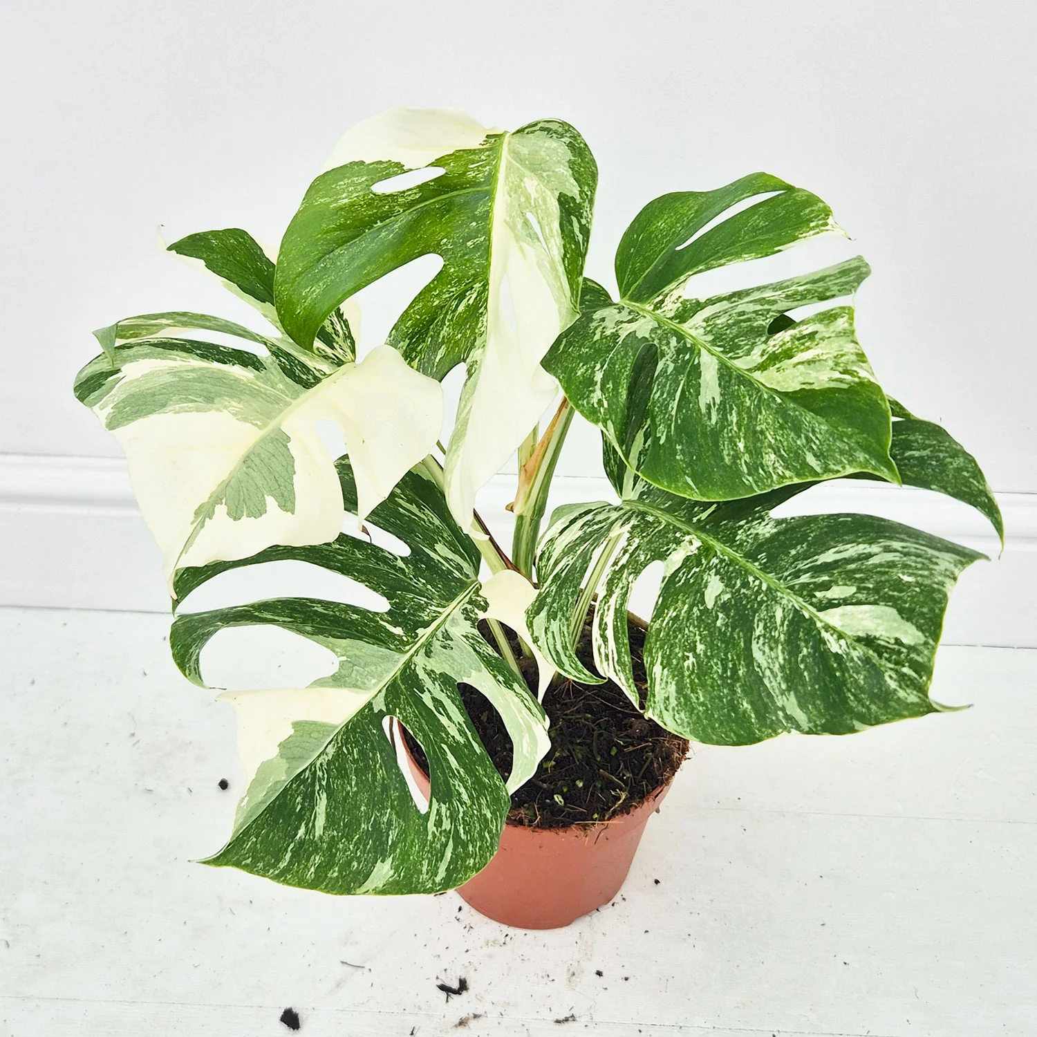 Product image 43