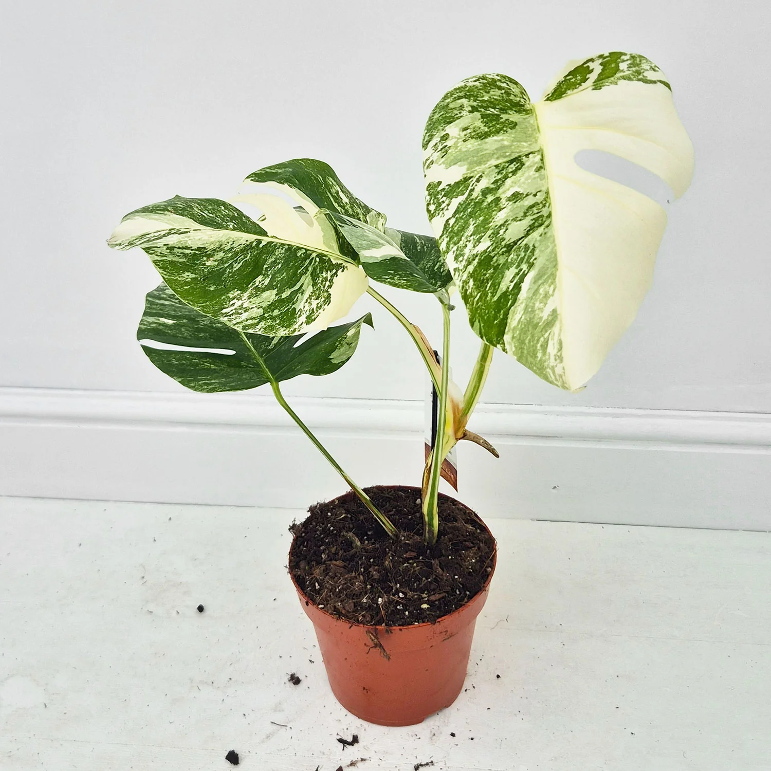 Product image 44