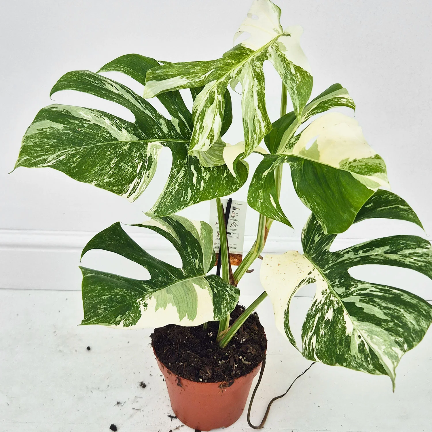 Product image 45