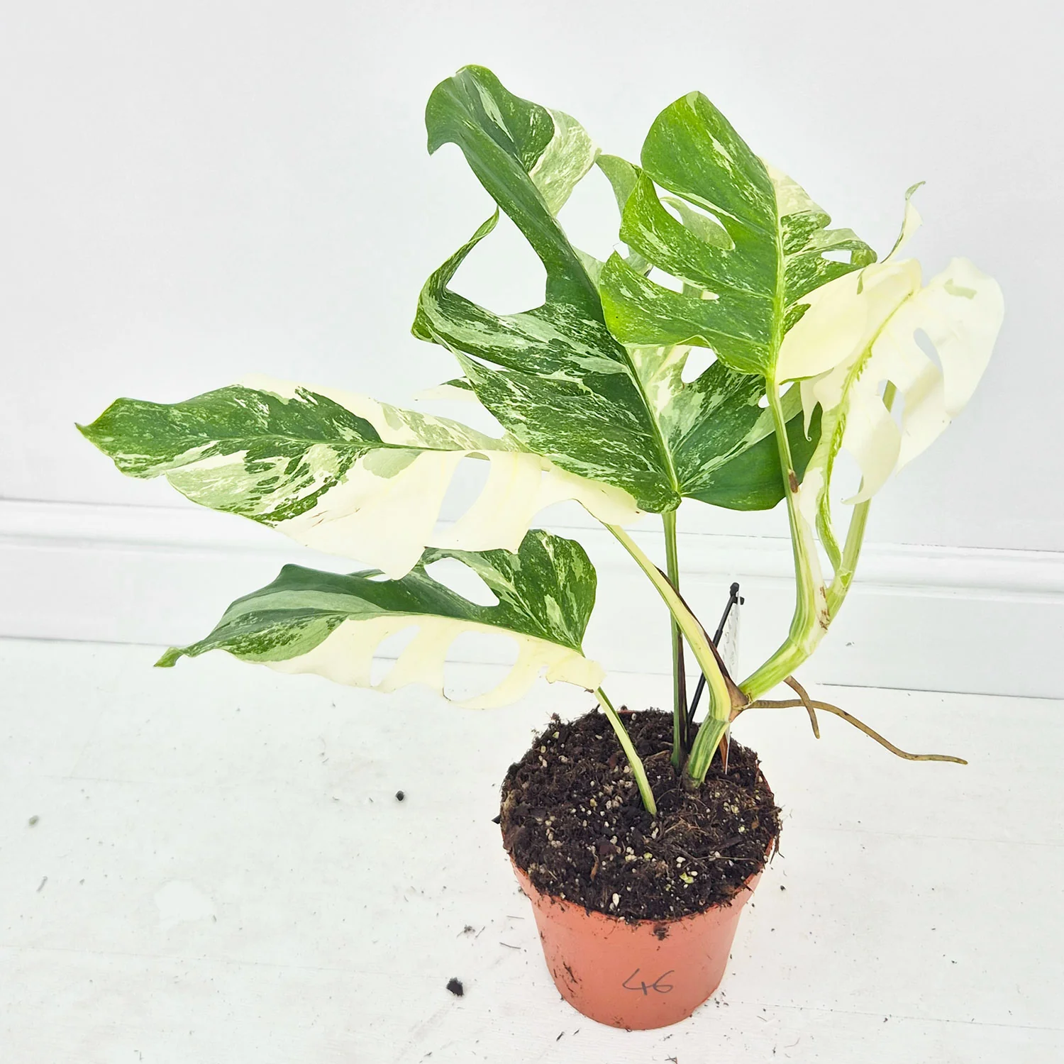 Product image 46