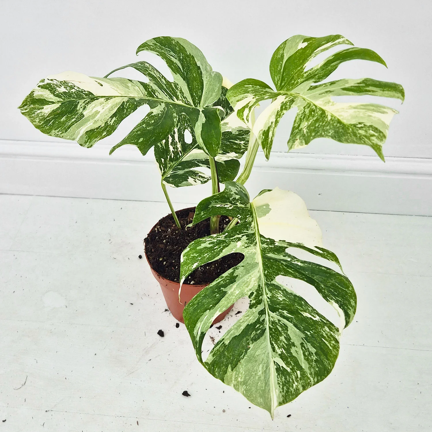 Product image 47