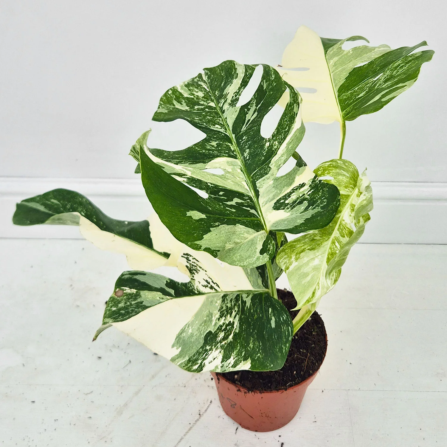 Product image 48