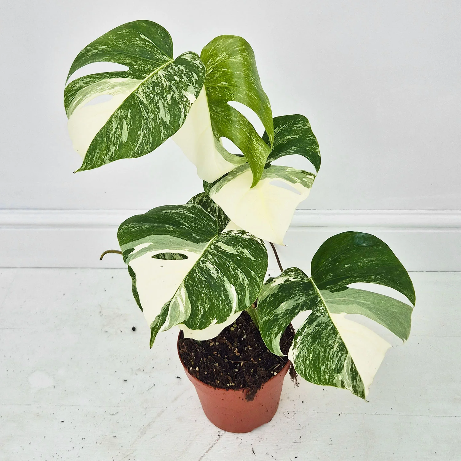 Product image 49
